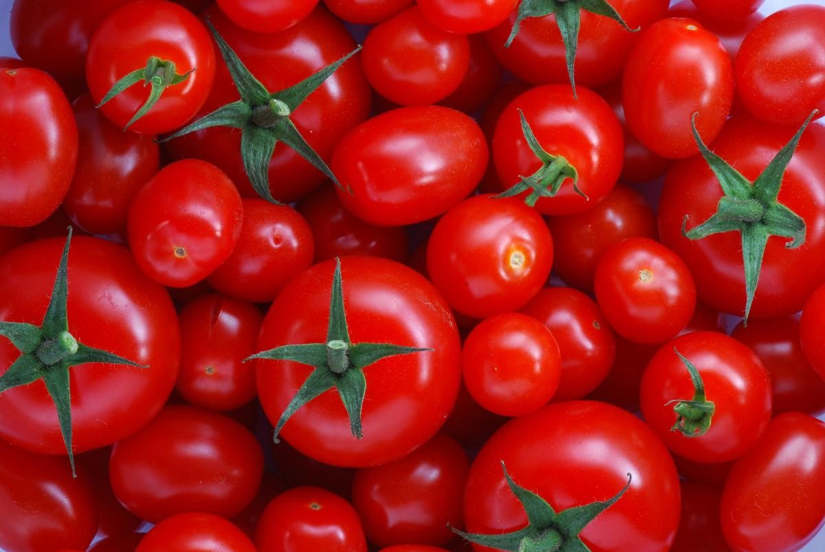 نقص الطماطم المغربية تربك أسواق المملكة المتحدة